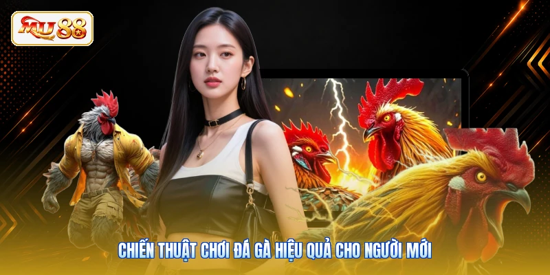 Chiến thuật chơi đá gà hiệu quả cho người mới