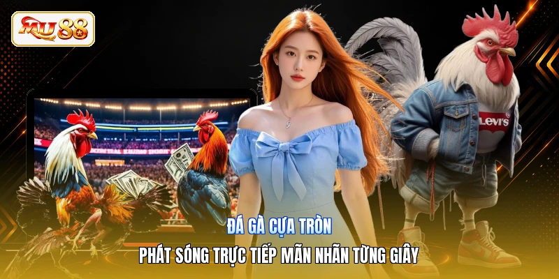 Đá Gà Cựa Tròn | Phát Sóng Trực Tiếp Mãn Nhãn Từng Giây