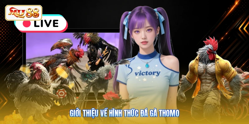 Giới thiệu về hình thức đá gà Thomo